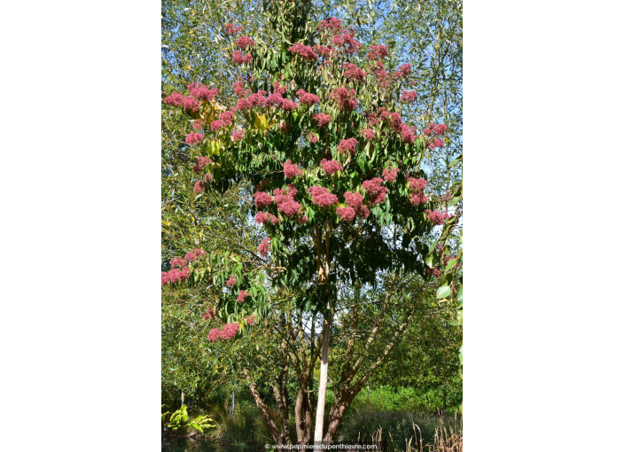 HEPTACODIUM miconioides
