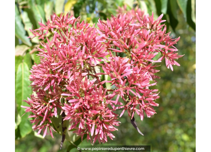 HEPTACODIUM miconioides