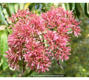 HEPTACODIUM miconioides