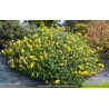 HELIANTHEMUM \'Golden Queen\'