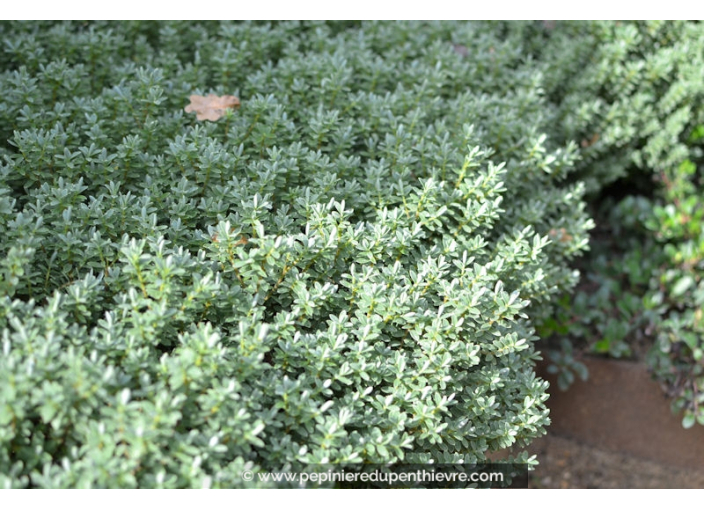 HEBE pinguifolia 'Sutherlandii'