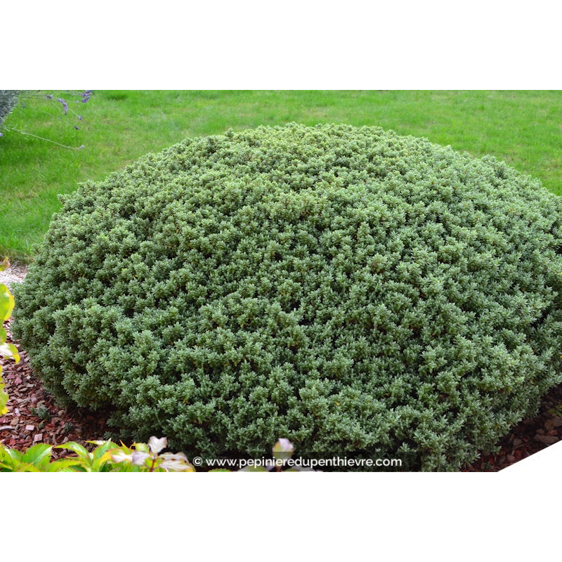 HEBE pinguifolia 'Sutherlandii'