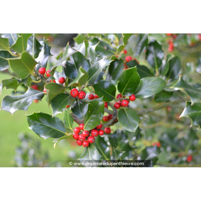 ILEX aquifolium 'Alaska'