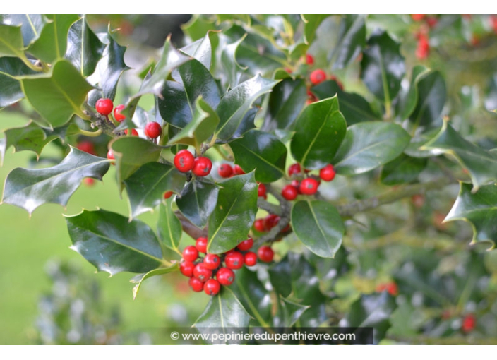 ILEX aquifolium 'Alaska'