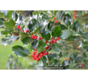 ILEX aquifolium 'Alaska'