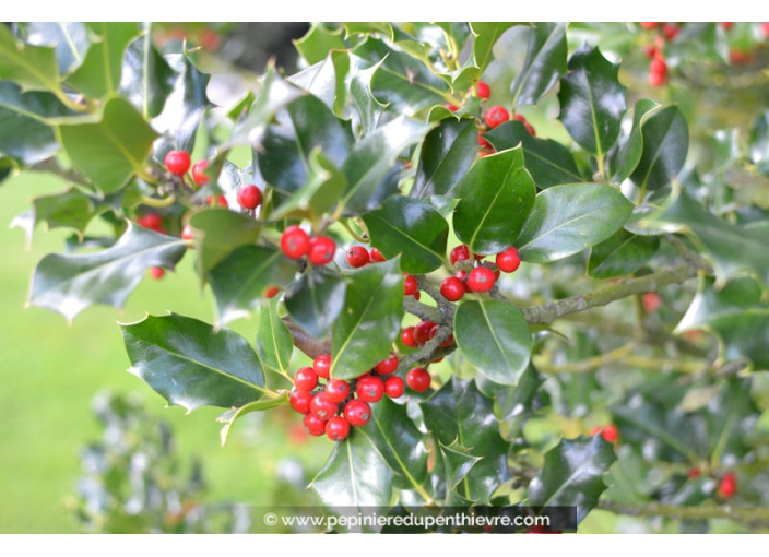 ILEX aquifolium 'Alaska'