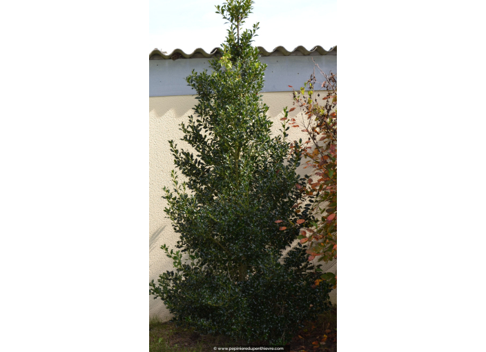 ILEX aquifolium 'Alaska'