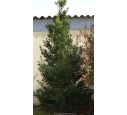 ILEX aquifolium 'Alaska'