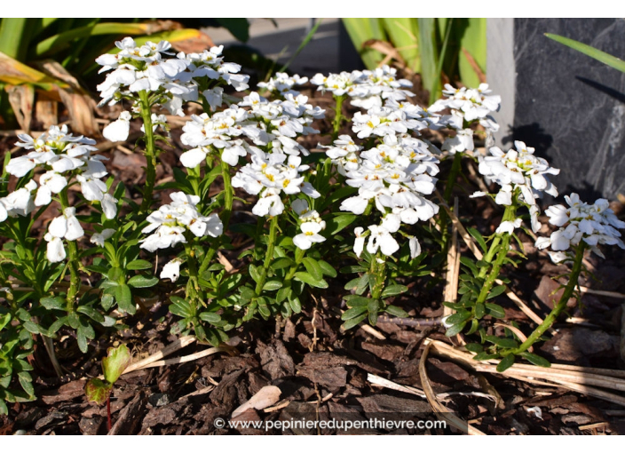 IBERIS sempervirens 'Snowflake' IBERIS sempervirens 'Snowflake'