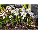 IBERIS sempervirens 'Snowflake' IBERIS sempervirens 'Snowflake'