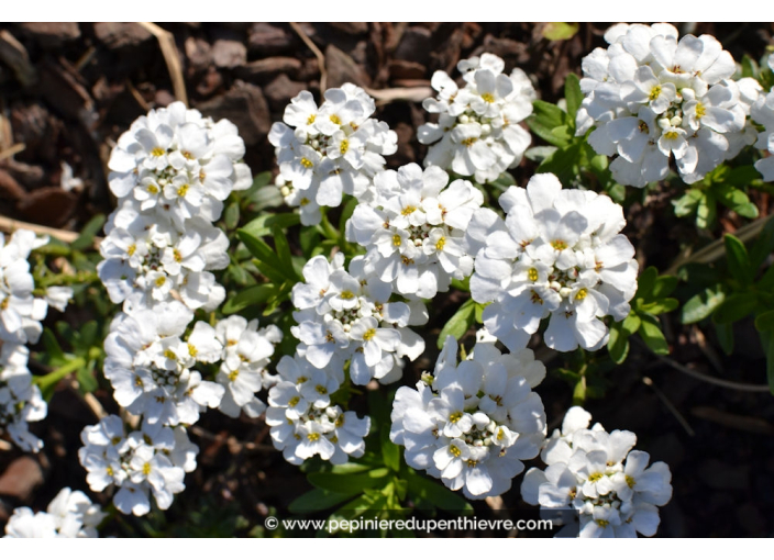 IBERIS sempervirens 'Snowflake' IBERIS sempervirens 'Snowflake'
