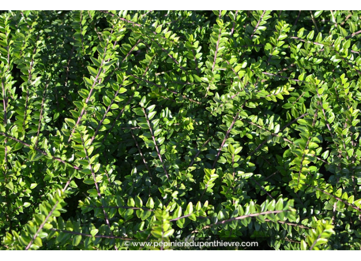 LONICERA nitida 'Maigrün'