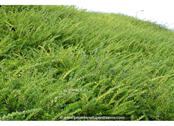 LONICERA nitida 'Maigrün'