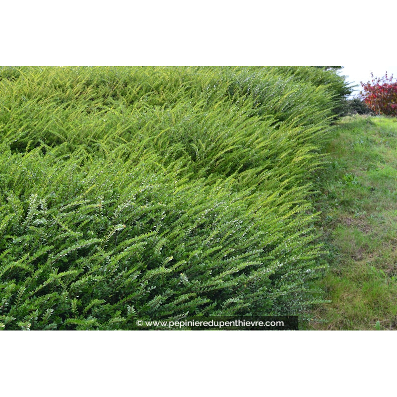 LONICERA nitida 'Maigrün'