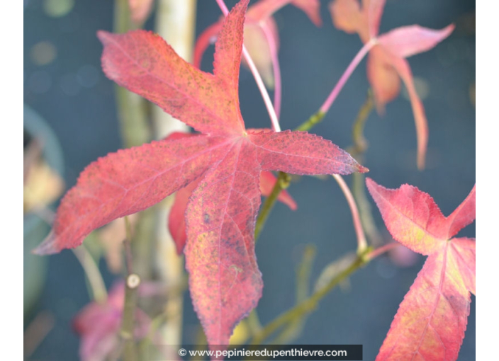 LIQUIDAMBAR styraciflua 'Slender Silhouette'