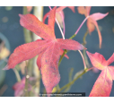 LIQUIDAMBAR styraciflua 'Slender Silhouette'