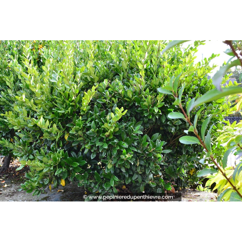 LIGUSTRUM japonicum 'Texanum'