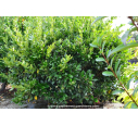 LIGUSTRUM japonicum 'Texanum'