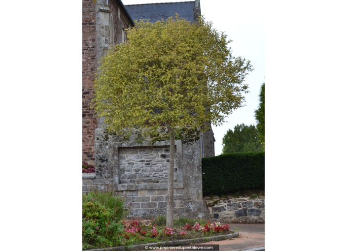 LIGUSTRUM japonicum 'Excelsum superbum' LIGUSTRUM japonicum 'Excelsum superbum'