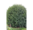 LIGUSTRUM japonicum