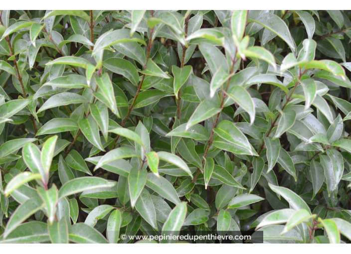 LIGUSTRUM japonicum