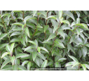LIGUSTRUM japonicum