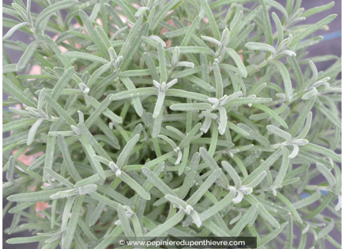 LAVANDULA stoechas 'Pedunculata'