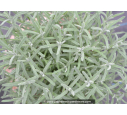 LAVANDULA stoechas 'Pedunculata'