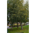 BETULA pendula