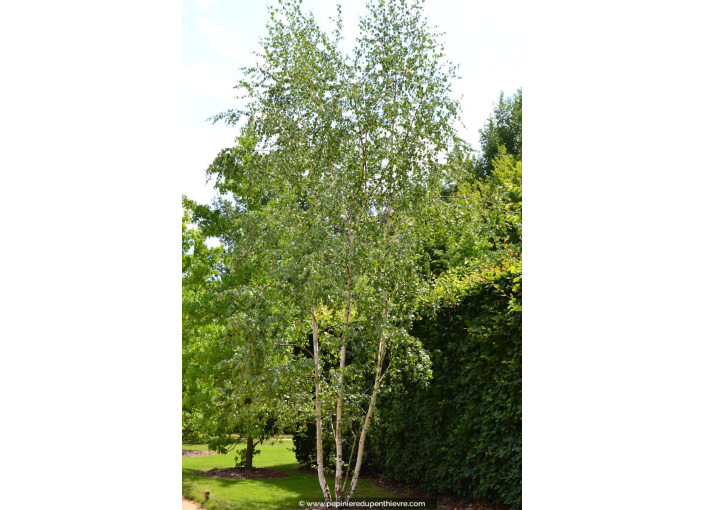 BETULA pendula