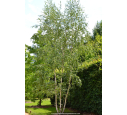 BETULA pendula