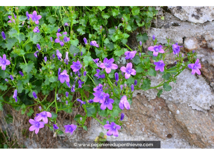 CAMPANULA portenschlagiana (muralis)