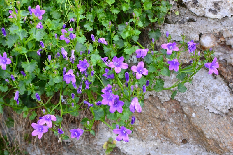 CAMPANULA portenschlagiana ou muralis, violet Pépinière du Penthièvre — free download