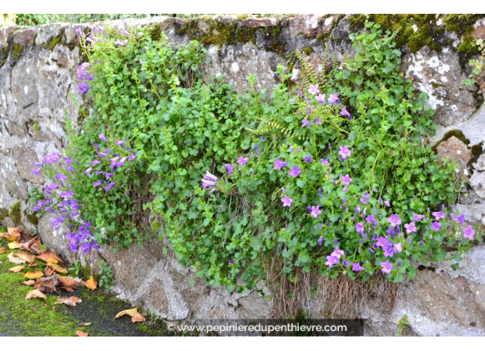 CAMPANULA portenschlagiana (muralis)
