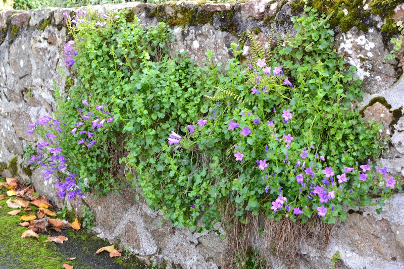 CAMPANULA portenschlagiana ou muralis, violet Pépinière du Penthièvre — free download