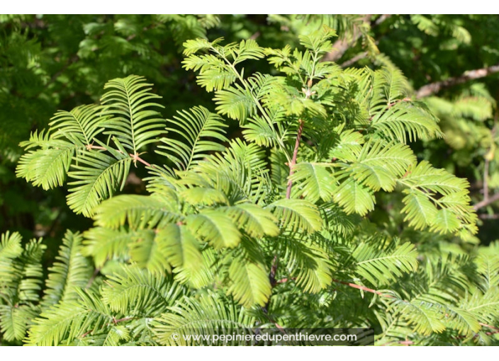 METASEQUOIA glyptostroboides