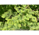 METASEQUOIA glyptostroboides