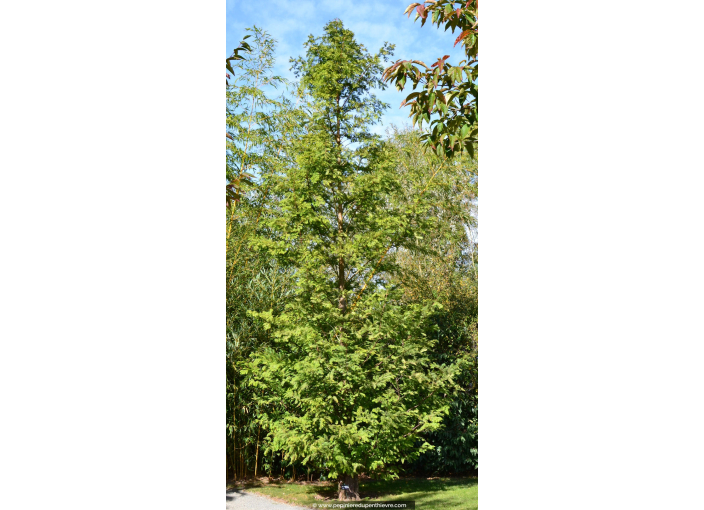 METASEQUOIA glyptostroboides