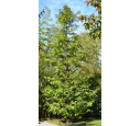 METASEQUOIA glyptostroboides
