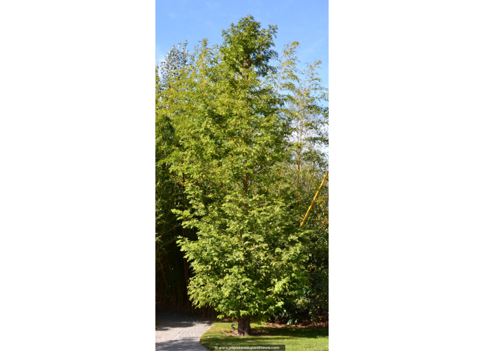 METASEQUOIA glyptostroboides