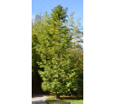 METASEQUOIA glyptostroboides