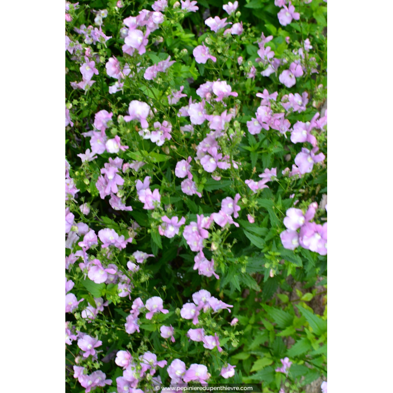 NEMESIA hybride violet