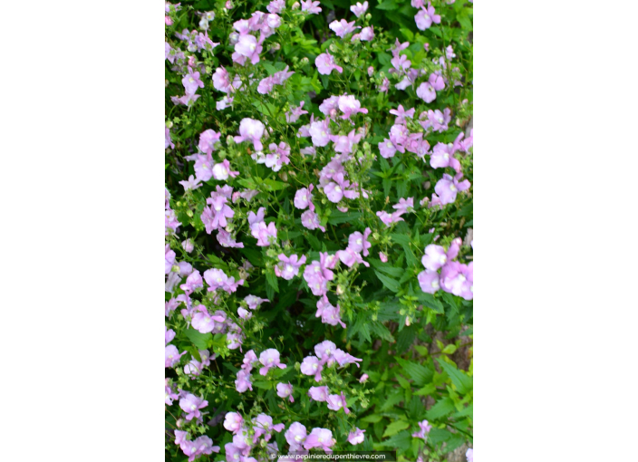 NEMESIA hybride violet