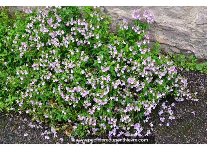 NEMESIA hybride violet