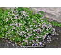 NEMESIA hybride violet