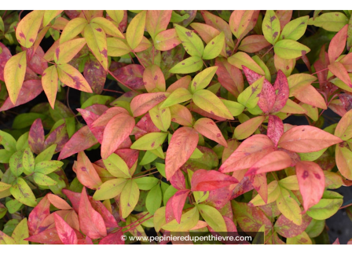 NANDINA domestica 'Fire Power'