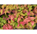 NANDINA domestica 'Fire Power'
