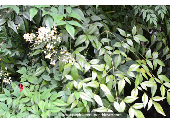 NANDINA domestica NANDINA domestica