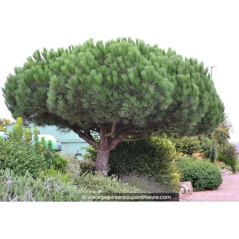 PINUS pinea
