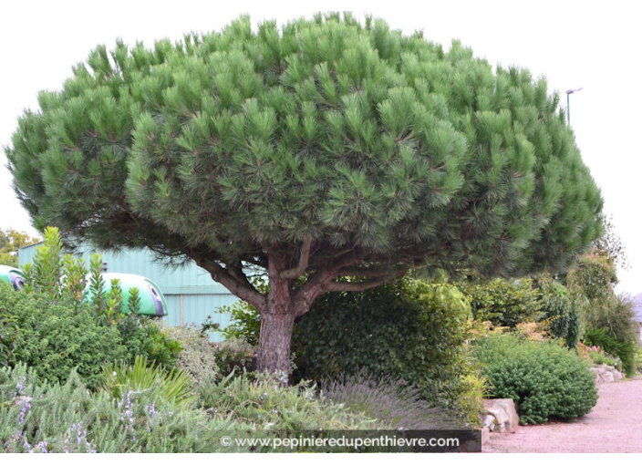 PINUS pinea